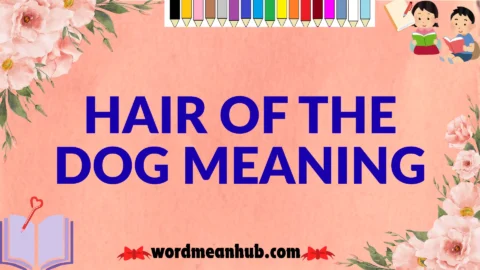 hair of the dog meaning