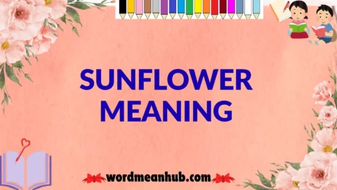 sunflower meaning